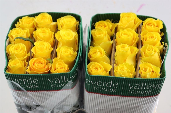 <h4>R Gr Brighton</h4>