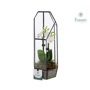 Metalen Lantaarn met Phalaenopsis