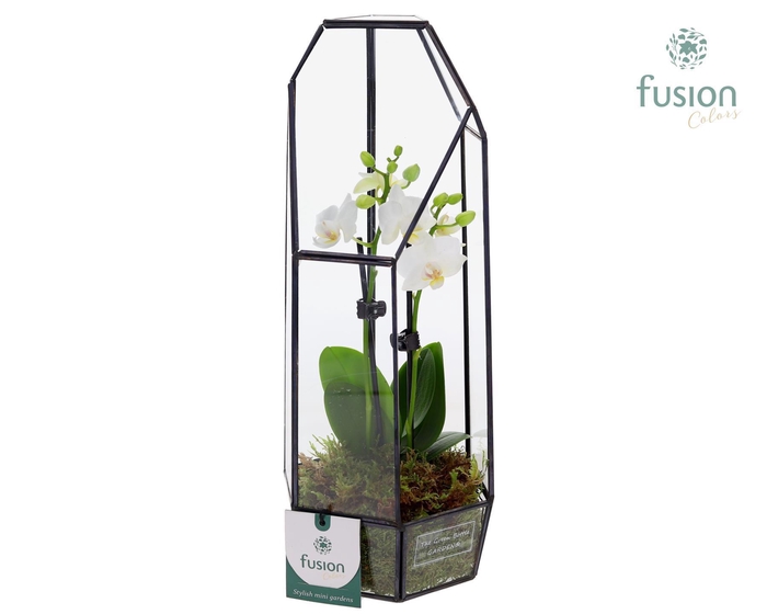 <h4>Metalen Lantaarn met Phalaenopsis</h4>