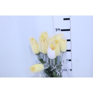 ANASTASIA SUNNY 070 CM AMARELO