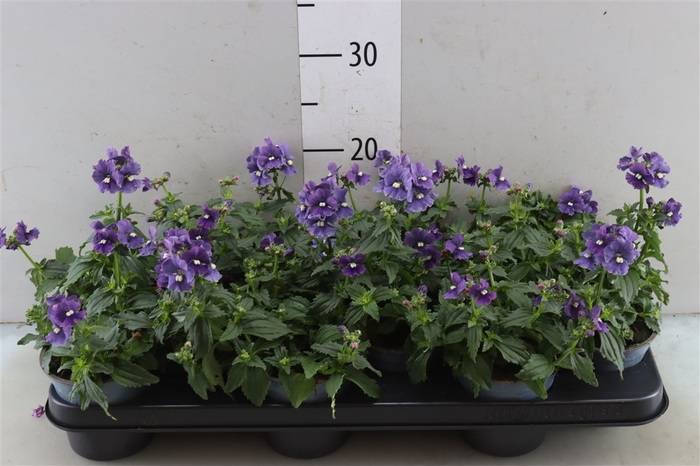 <h4>Nemesia Denim</h4>