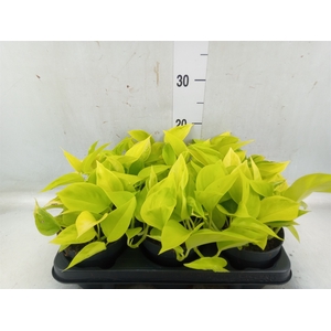 Epipremnum   ...