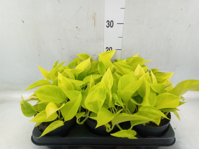 <h4>Epipremnum   ...</h4>