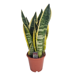 Sansevieria Superba 12 cm