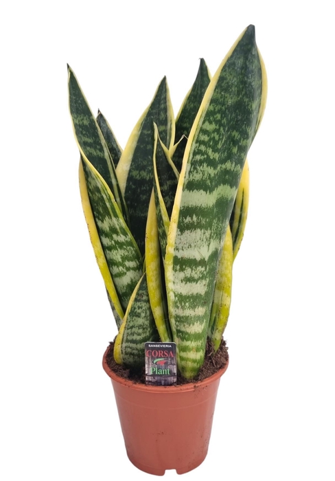 <h4>Sansevieria Superba 12 cm</h4>