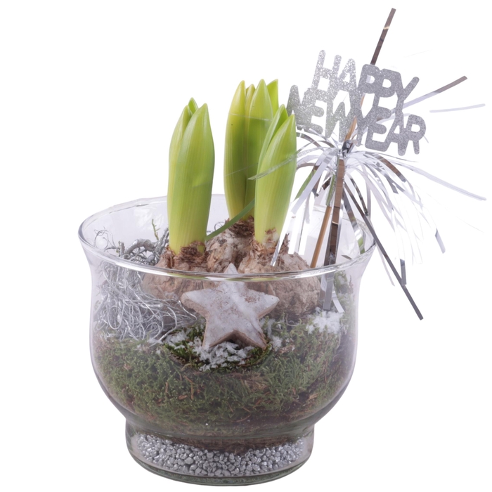<h4>New Year Arr. Hyacint Glass Tulip Vase Ø16cm 3PP</h4>
