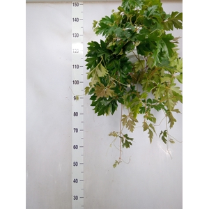 Cissus rhombifolia 'Ellen Danica'