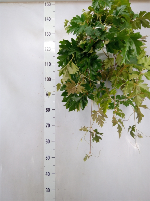 <h4>Cissus rhombifolia 'Ellen Danica'</h4>