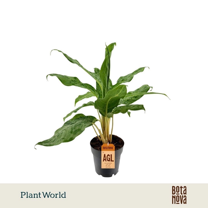 <h4>Aglaonema Peacock</h4>