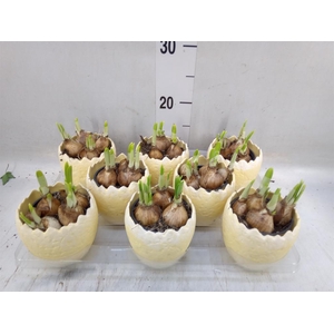 Arr.  Narcissus Tete Tete L%