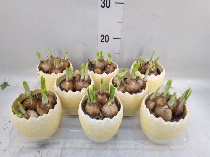 <h4>Arr.  Narcissus Tete Tete L%</h4>