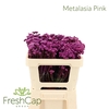 Metalasia Pink