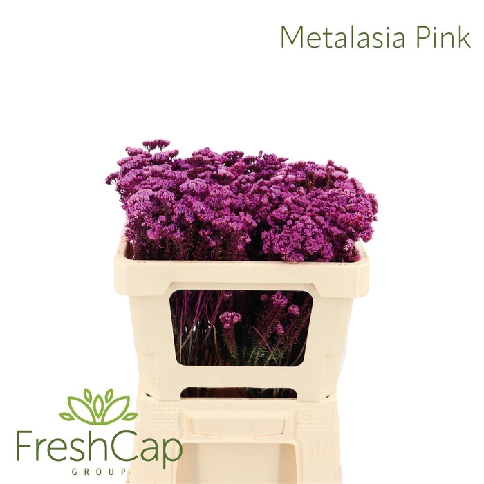 <h4>Metalasia Pink</h4>
