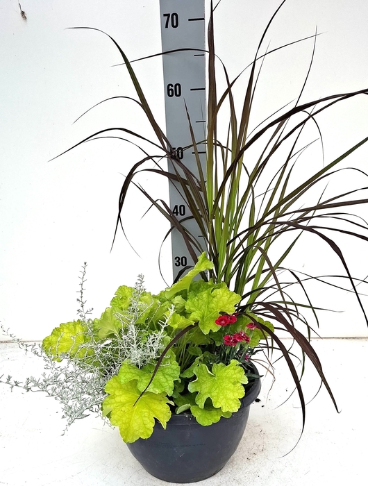 <h4>VASTE PLANTEN OV</h4>
