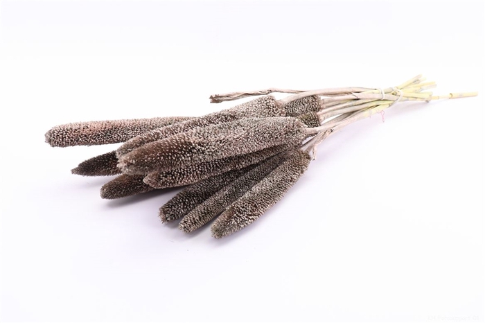 Bunch Babala 10pcs Sleeved L65