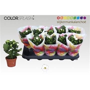 KALAN CALAN STELLAR WHITE