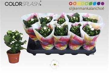 <h4>KALAN CALAN STELLAR WHITE</h4>
