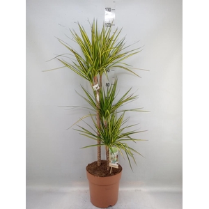 Dracaena marg. 'Sunray'
