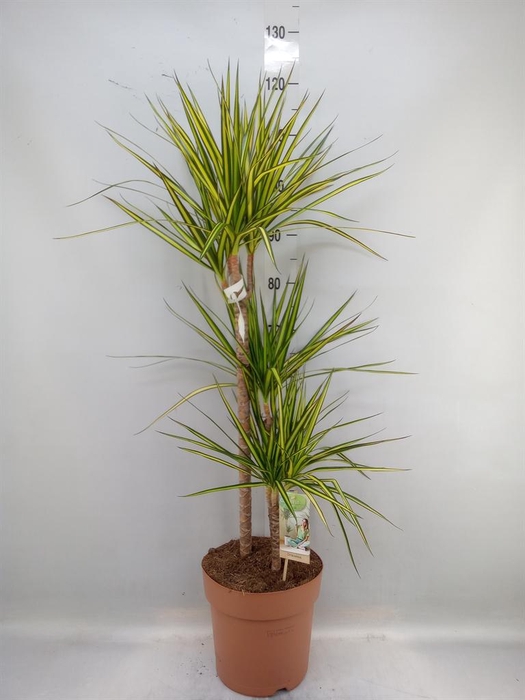 <h4>Dracaena marg. 'Sunray'</h4>