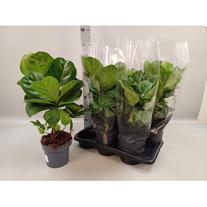 FICUS LYRATA