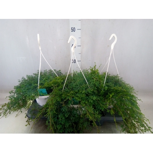 Selaginella uncinata 'Peacock'