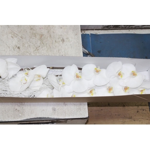Phal Sensation White