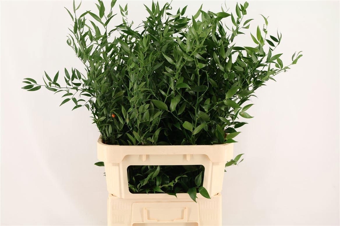 <h4>DANAE RACEMOSA PB</h4>