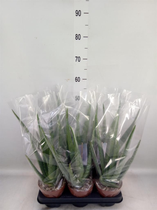 <h4>Aloe vera</h4>