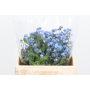Myosotis