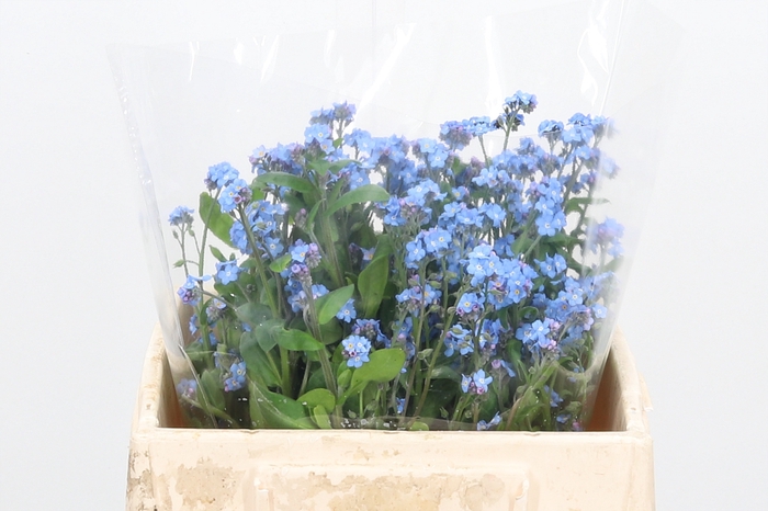 <h4>Myosotis</h4>