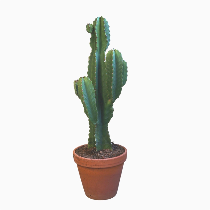 <h4>Euphorbia ingens</h4>