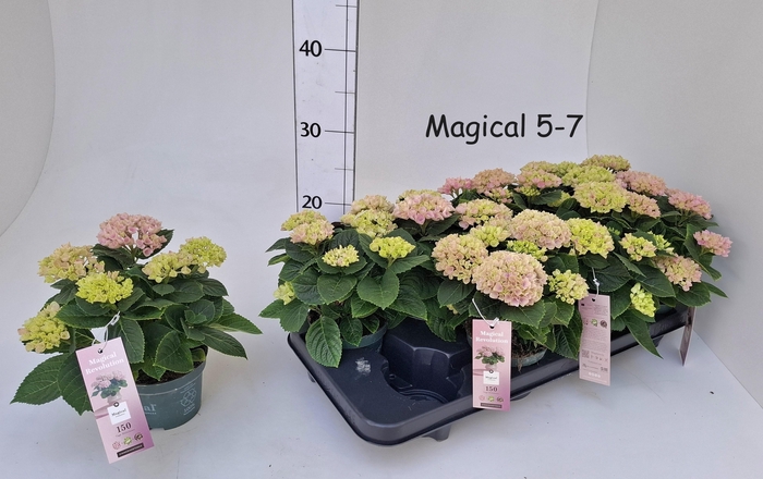 Hydr M Mag Revolutio Pink