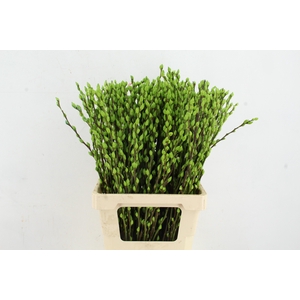 Salix Snowflake 70cm Apple Grn