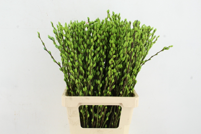 <h4>Salix Snowflake 70cm Apple Grn</h4>