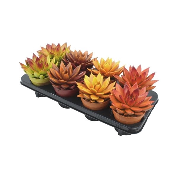 <h4>Echeveria bicoloured autumn mix</h4>