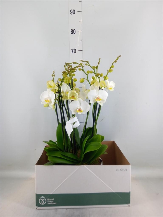 Phalaenopsis  'Ant Inverness'