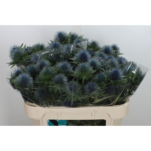 Eryngium  'Magnetar Questar'