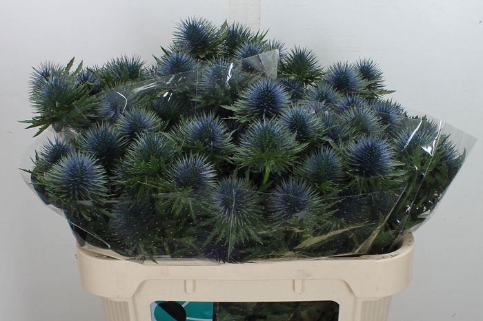<h4>Eryngium  'Magnetar Questar'</h4>