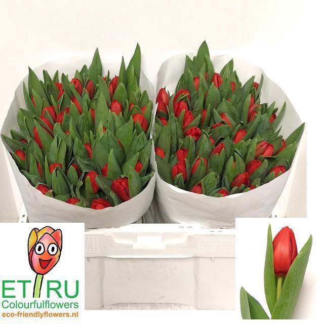 <h4>TU EN ESCAPE</h4>