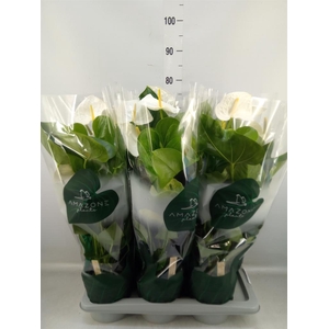 Anthurium andr. 'Samora'