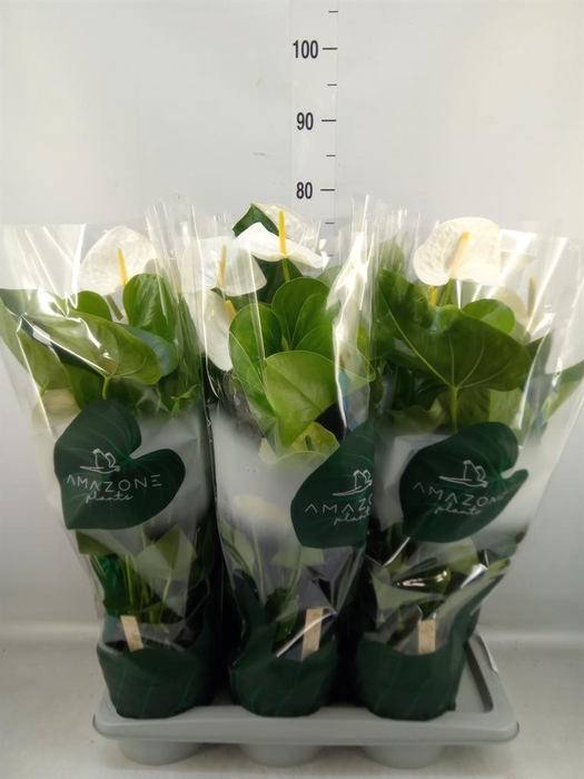 <h4>Anthurium andr. 'Samora'</h4>