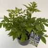 Astilbe wit in tray