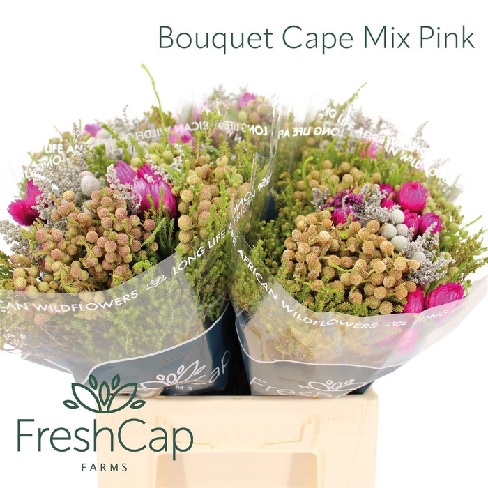 <h4>Bouquet Cape Mix Pink</h4>
