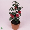 Camellia jap. 'Spring Festival' Premium