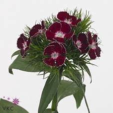 <h4>Di Barbatus Aldo Purple Bicolor</h4>