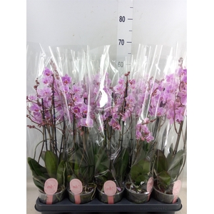 Phalaenopsis multi. 'FC Rosanne'