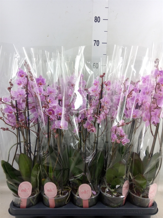 <h4>Phalaenopsis multi. 'FC Rosanne'</h4>