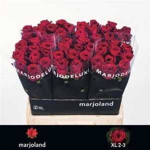 Rosa grootbloemig Red Naomi!