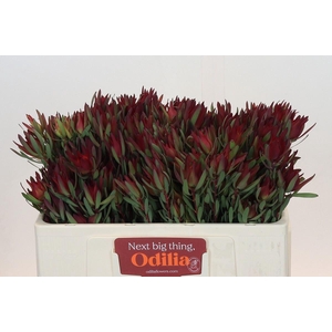 LEUCADENDRON SALIGNUM 'BLUSH'