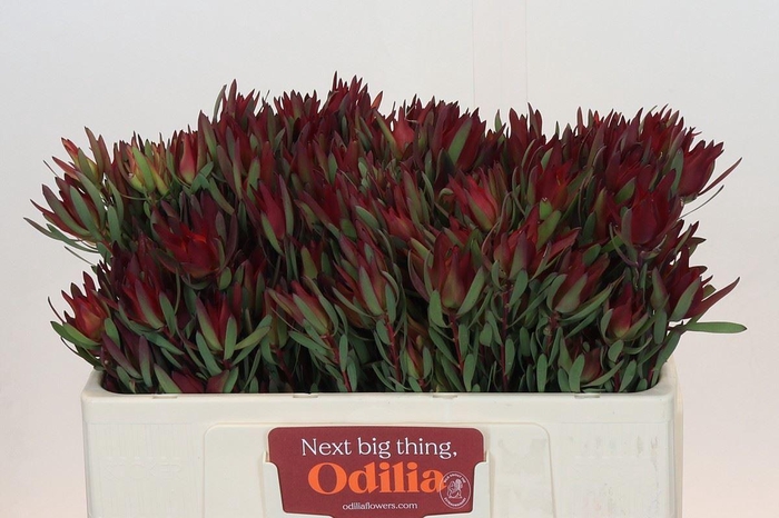 <h4>LEUCADENDRON SALIGNUM 'BLUSH'</h4>
